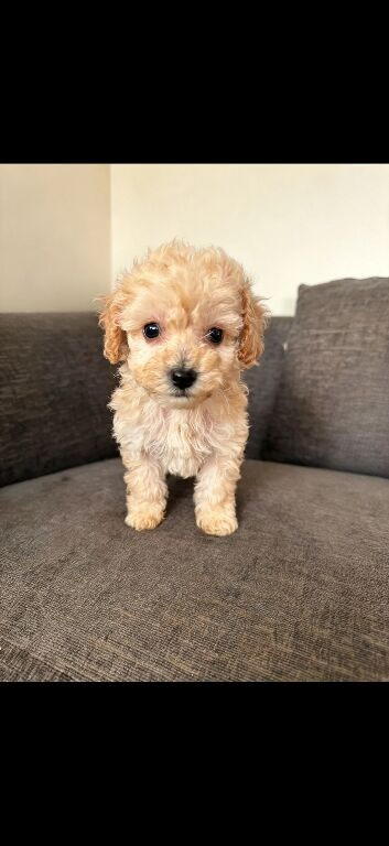 Miniature F1b Cockapoo Puppies - Apricot & White