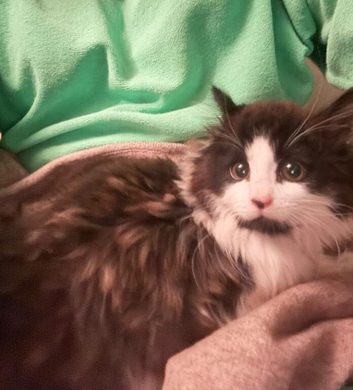 Main coon cross kittens tabby and black