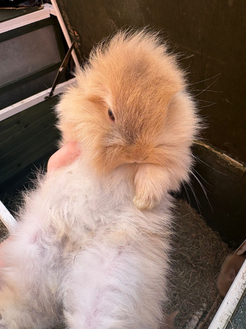 Baby bunnies