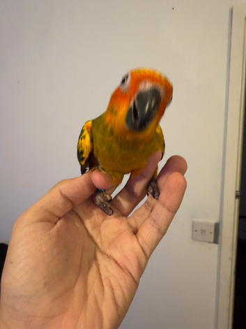 Selling baby handreared sun conures