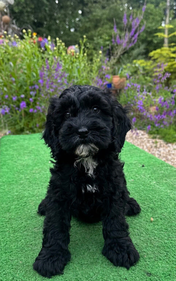 Stunning F1b Cavapoo puppy.