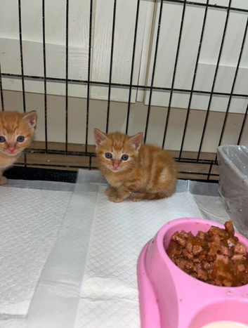 10 week old kitten, Female. She is litter trained, weaned flead and wormed - Carlisle CA27AS