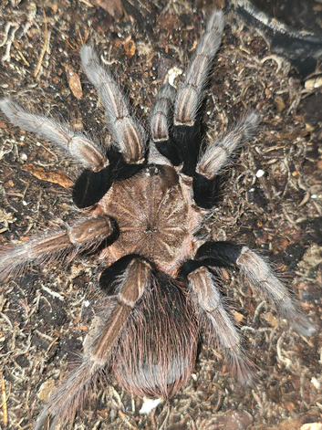 Tarantulas for sale
