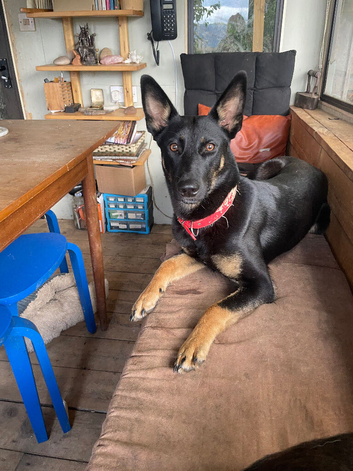One Shollie Bitch, 9 months old.