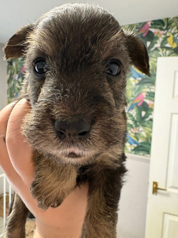 Wowauzer puppies for sale