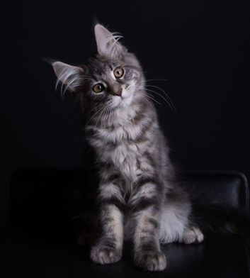 Registered Pedigree Maine coon kittens from large lines