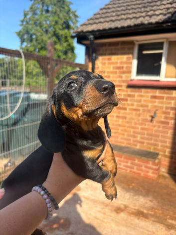 Miniature kc Black and Tan boy