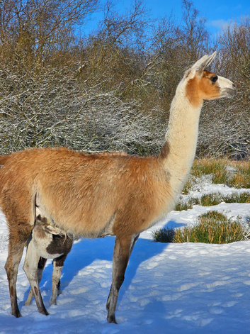 Goup of 3 Llamas