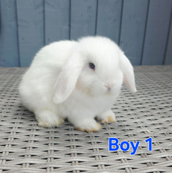 Baby Mini lops