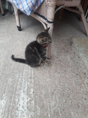 Boy kitten
