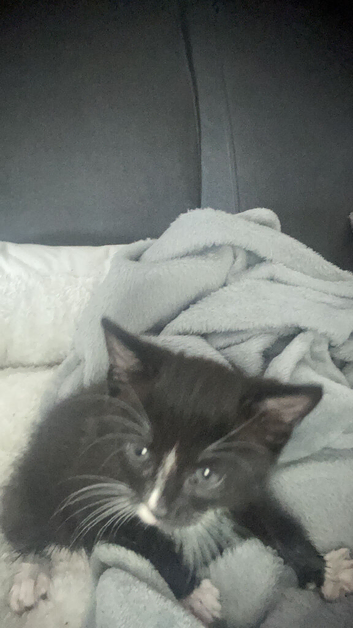 Lovely kitten both female