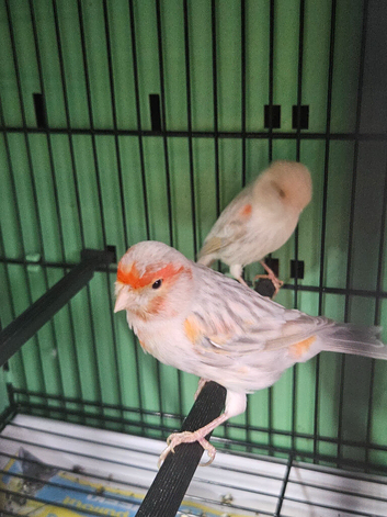 Pair red opal satinette