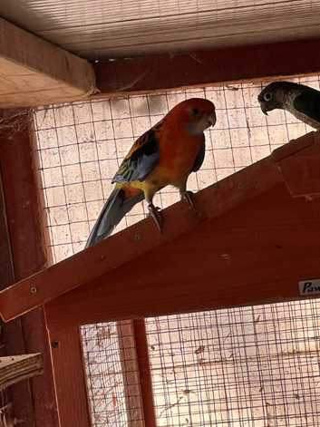 2 parrots and 1 cocktail for sale