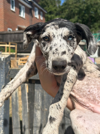 Lurcher puppies for sale