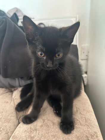 Girl Kitten Black