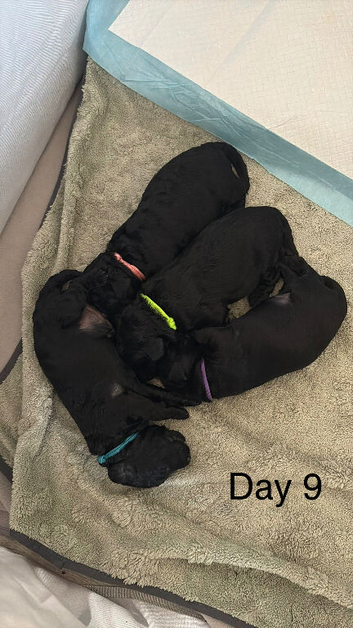 Beautiful black F2 Labradoodles