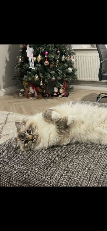 Ragdoll chocolate lynx Mitted female
