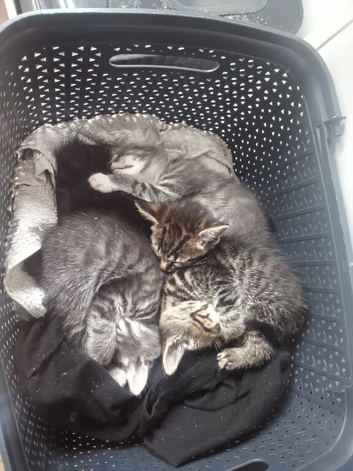 3 kittens ready to leave now