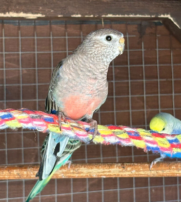 Young bourke for sale