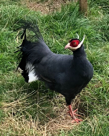 2026 DNA sexed Blue Eared pheasants.