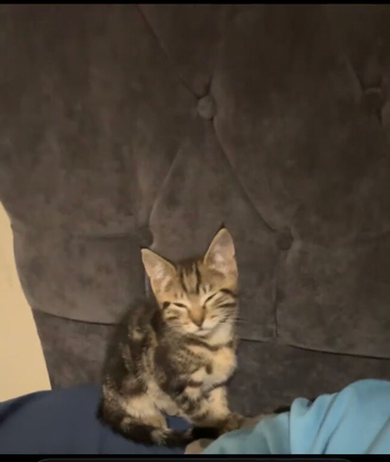 11-Week-Old Male Kitten
