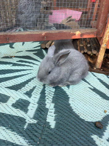 2 x Beautiful Continental Giant &times; French Lop Babies
