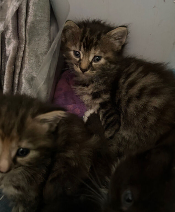 Kittens for sale