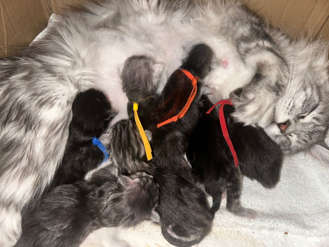 Stunning tica registered full pedigree mainecoon kittens both parents fully health tested
