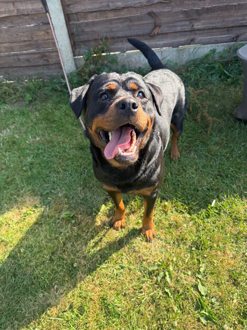 Rottweiler for sale