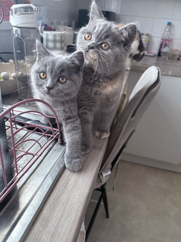 Stunning blue cream bsh kitten