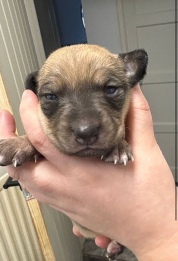Wippet puppies