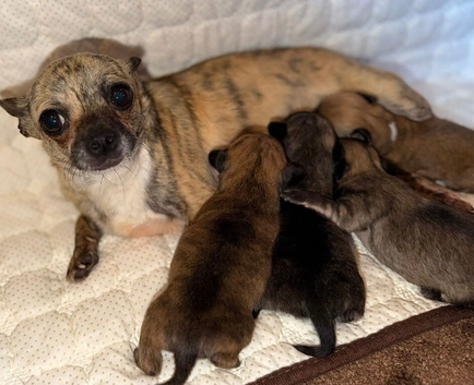 Brindle tiny chihuahua babies ready now