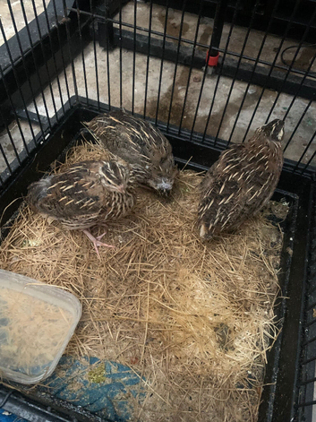 2 egg laying female and 1 male quail