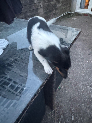 Jack Russel puppies for sale