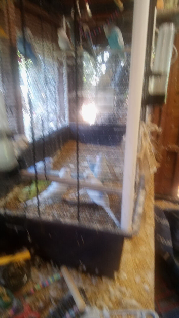 Baby pet BUDGIES for sale.