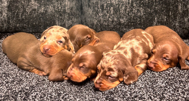 Miniature dachshund