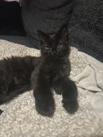 Last little boy maincoon