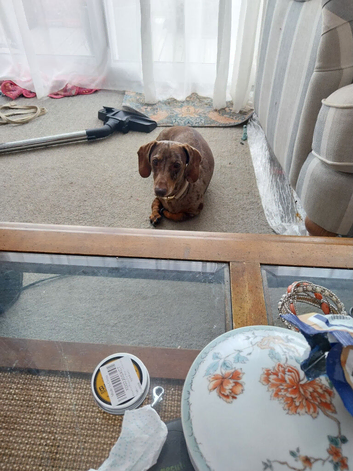 for sale 4+ year old dacshund