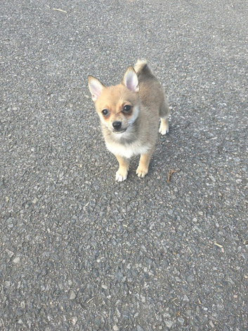 Pomchi puppies