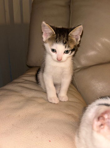 Beautiful 8-Week-Old Kittens Loving & Ready For Their Forever Homes!