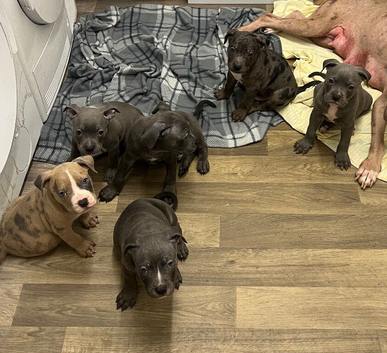 12 week old blue American bully