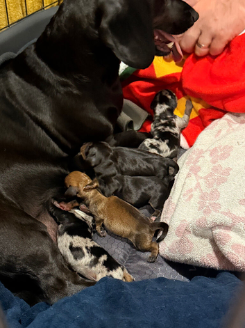 Beautiful miniature Dachshund Puppies
