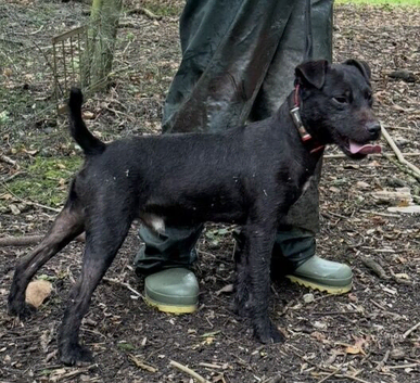 Patterdale stud