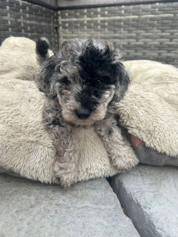PRICE REDUCED READY TO LEAVE 1 left Merle Cockapoo puppies