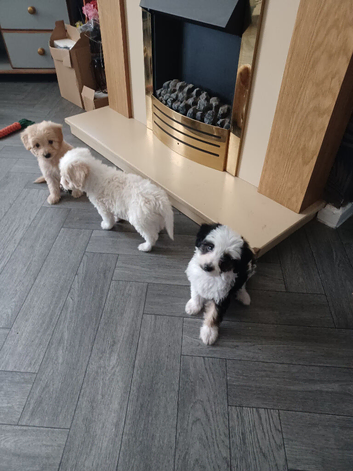 Beautifully bordoodle pups