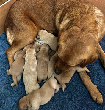 10 Fox red Labrador puppies