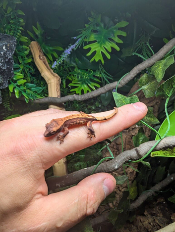 Crested Gecko hatchling CB26