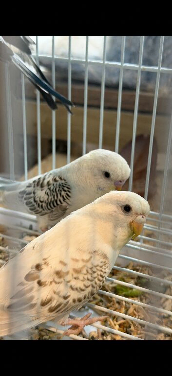Pair of recessive budgies