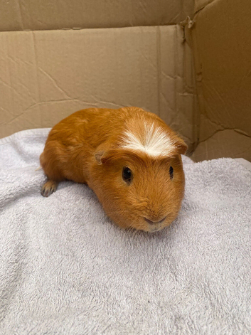 Solo male Guinea pig