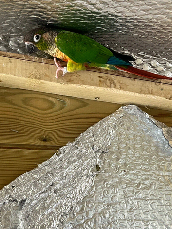 Breeding pair Yellow sided pyrrhura conures